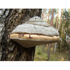 Мицелий Трутовика настоящего / Кровяная губка (Fomes fomentarius)